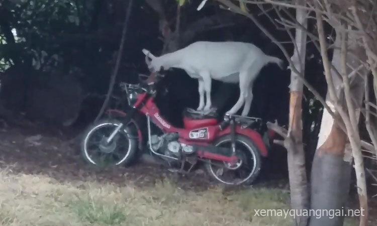 Dê 'tập đi' xe máy