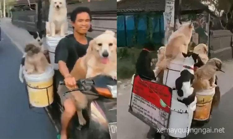 Đàn chó cưng cùng chủ dạo phố bằng xe máy