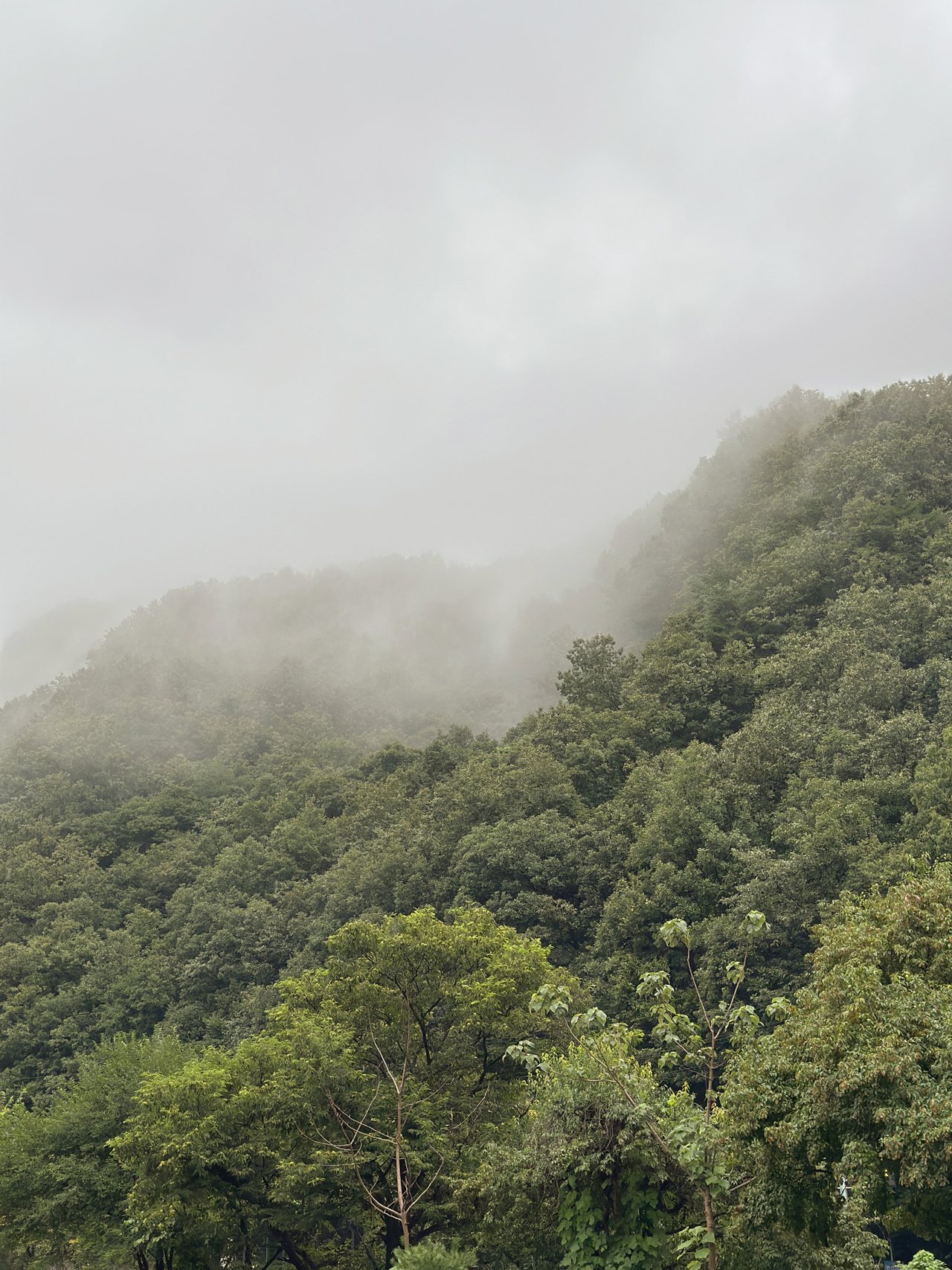소프(SOPH) 사진