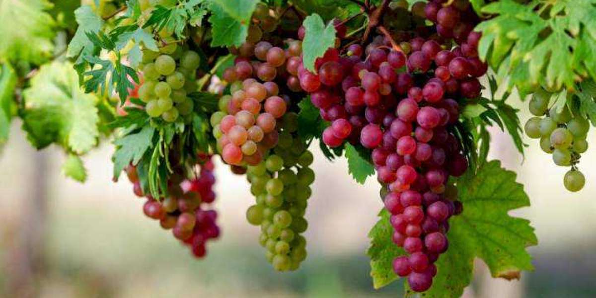 Why Eating Grapes Would Actually Increase Your Lifespan
