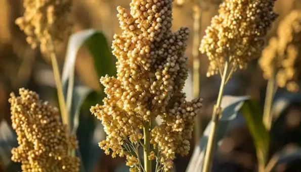 Types of Millets and their Nutritional Benefits, , sorghum millet