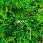 Herbkart8t781whzv4xucL.webp