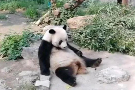 動物園淪為動物墓地？別再打著愛的名號，做泯滅人性的事