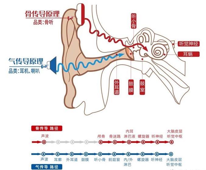 何為骨傳導，為什麼一提到骨傳導耳機就會想到韶音？