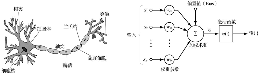 神經元結構