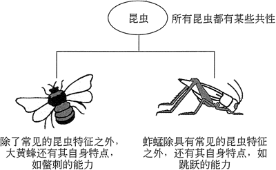 蚱蜢和大黃蜂是昆蟲的特殊版本