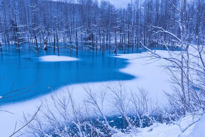 Asahiyama Zoo Winter Visit