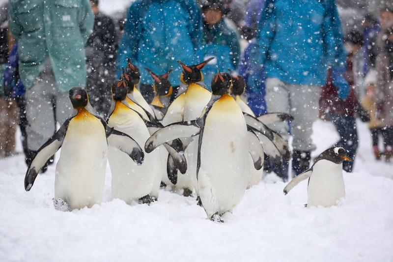 non skiing activities in Japow
