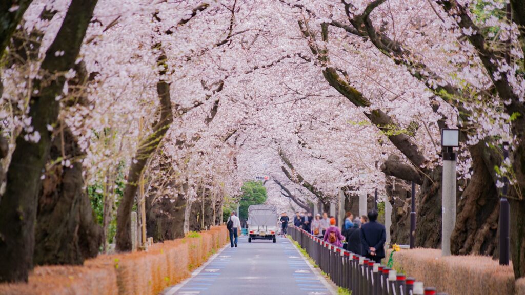 lunar new year in japan - sakura