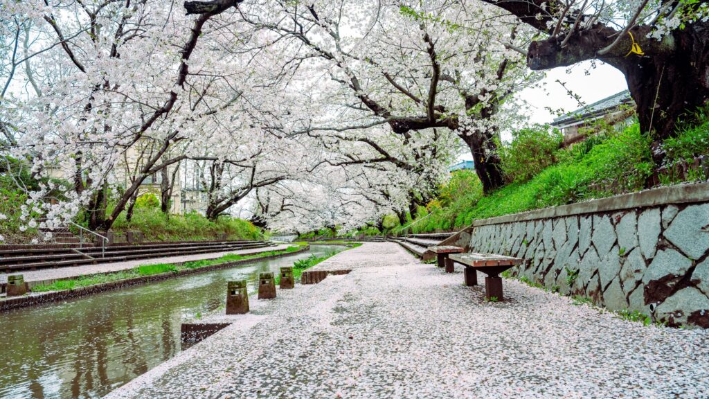 Shunbun no hi - sakura 1