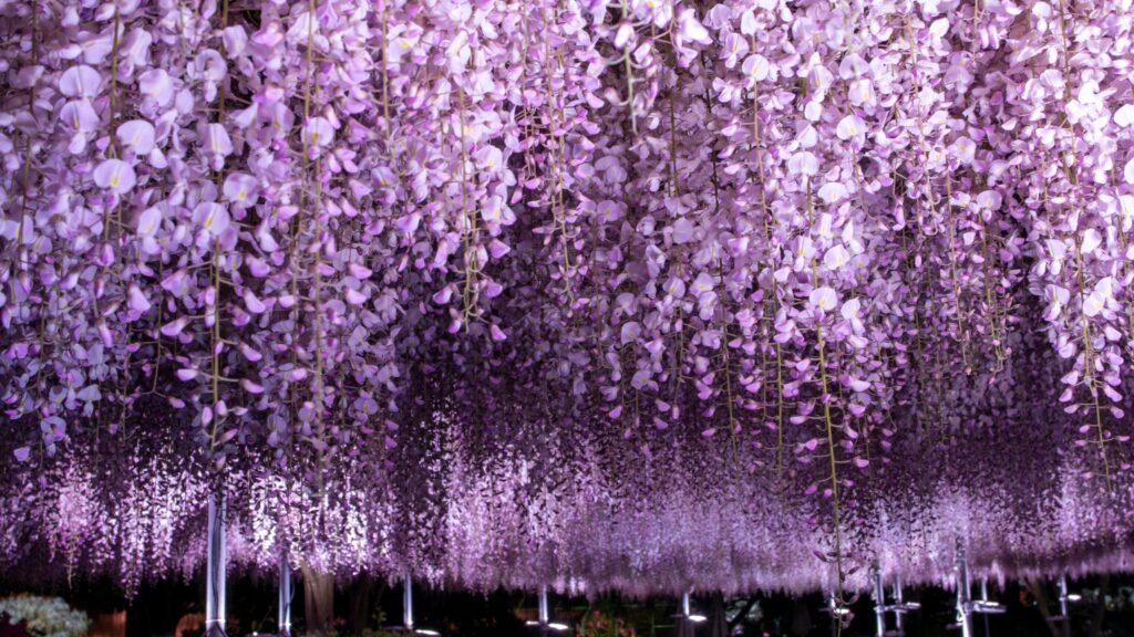 hanami 2026 - Wisteria Trees