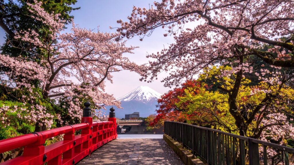 hanami 2026 - Mount Fuji