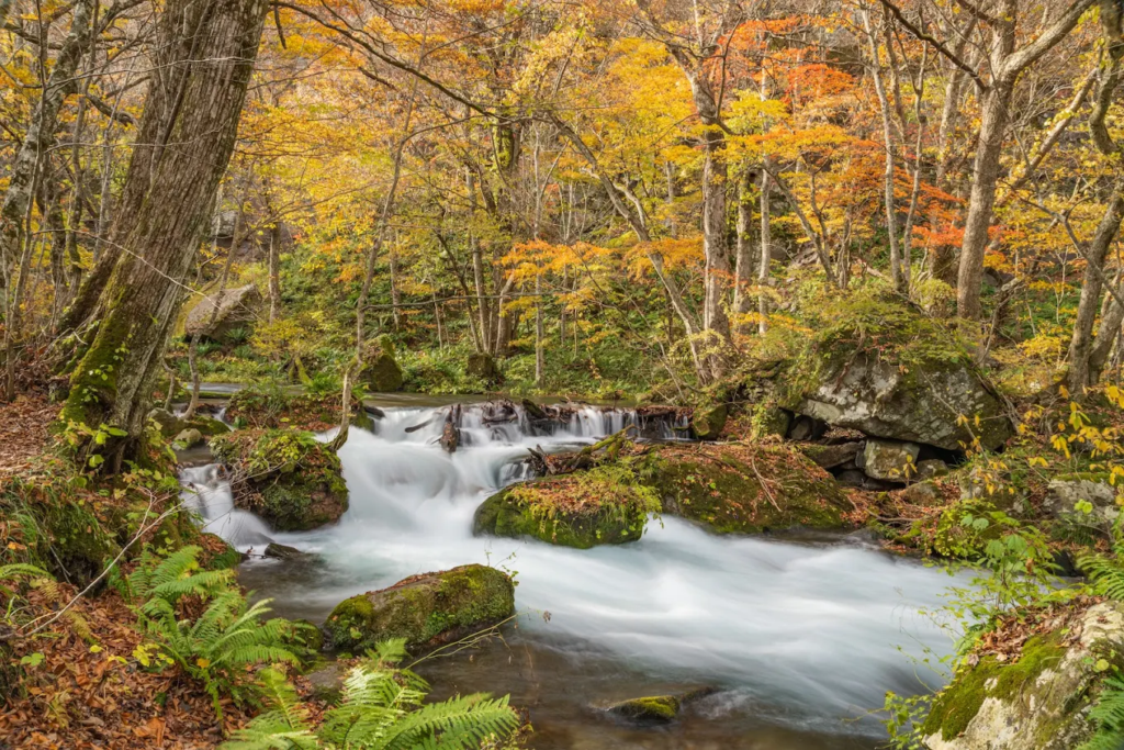 hanami 2026 - image 17