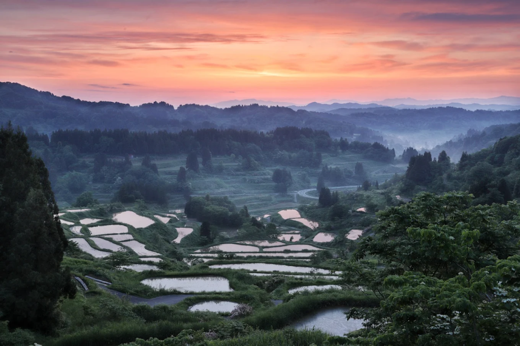 hanami 2026 - image 19