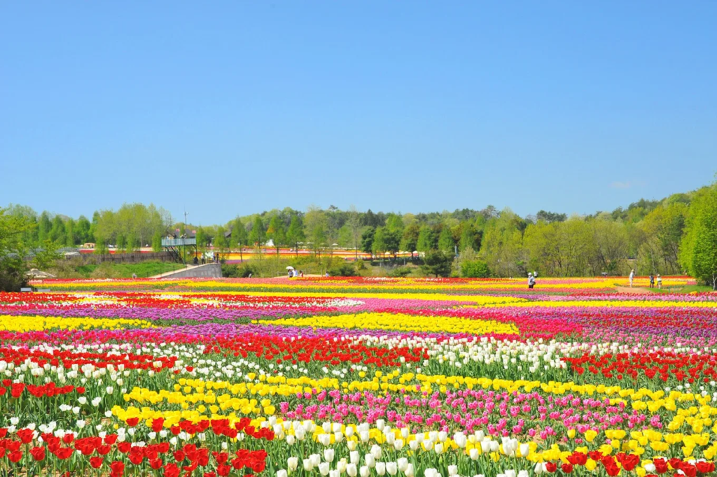 spring in japan 2026 - image 4 1