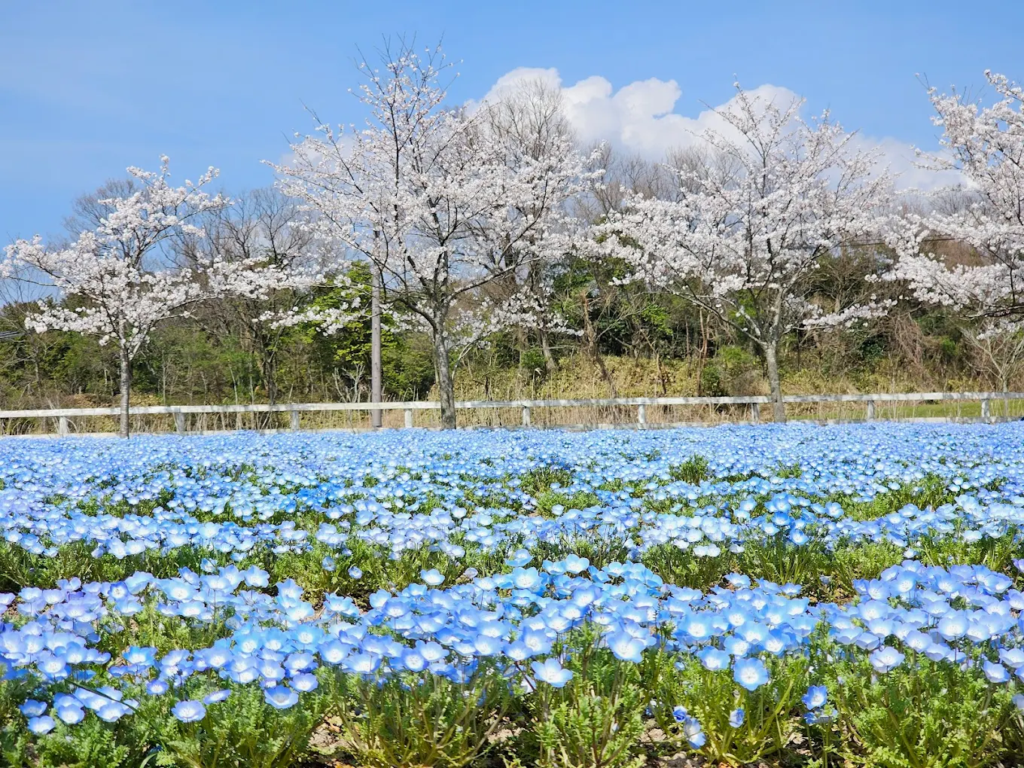 spring in japan 2026 - image 5 1