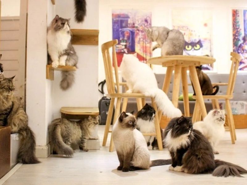 Trải Nghiệm 6 Quán Cafe Pet Đà Nẵng Chill & Thư Giãn Cùng Bạn Bè