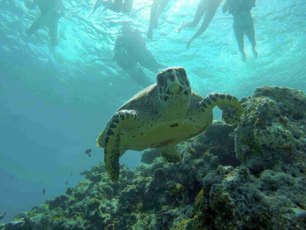 浮潛_蜜月團_馬爾地夫_maldives_1.jpg