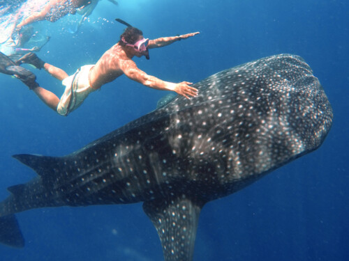 1119鯨鯊沈船自潛團