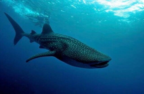 0314四方線鯨鯊 Manta 水肺潛水團