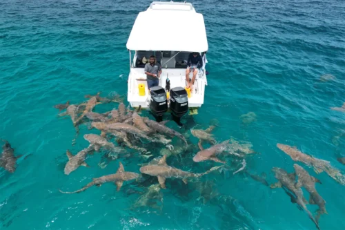 玩轉馬爾地夫_自由潛水_Fulidhoo_護士鯊_1