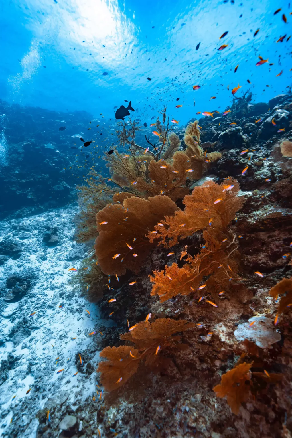 玩轉馬爾地夫_虎鯊島_毛弟_7