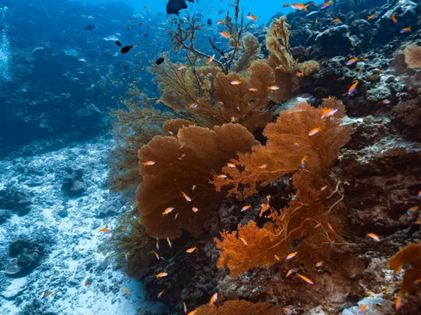 玩轉馬爾地夫_虎鯊島_毛弟_7