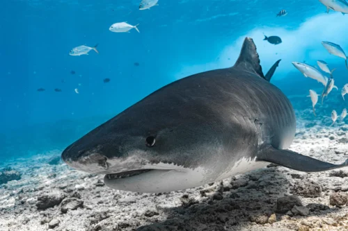 玩轉馬爾地夫_虎鯊島_tiger_zoo_2