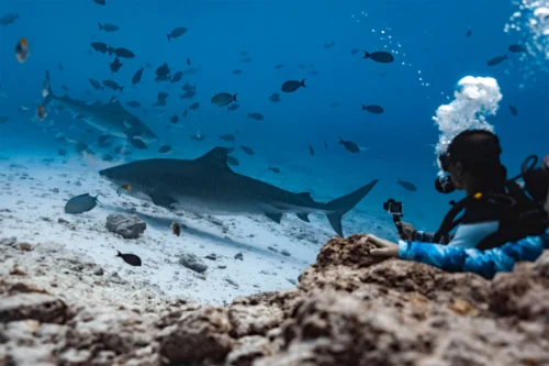 玩轉馬爾地夫_虎鯊島_tiger_zoo_3