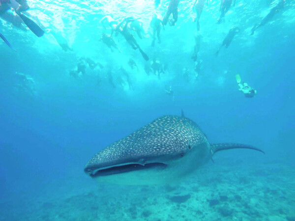 玩轉馬爾地夫_Mahibadhoo_14