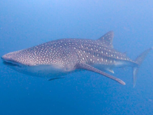 玩轉馬爾地夫_Mahibadhoo_5