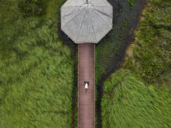 虎鯊陸遊