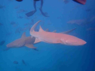 鯊魚浮潛_蜜月團_馬爾地夫_maldives_1