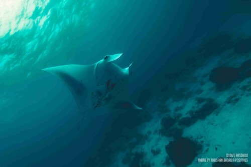 DSD_Rasdhoo_玩轉馬爾地夫2