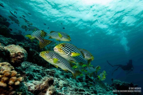 DSD_Rasdhoo_玩轉馬爾地夫7