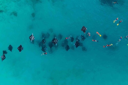 Dharavandhoo_Hanifaru_玩轉馬爾地夫_居民島_15