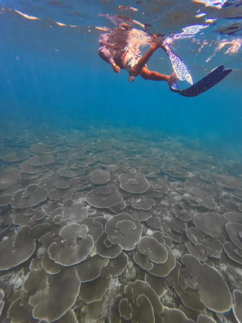 Fulidhoo House Reef