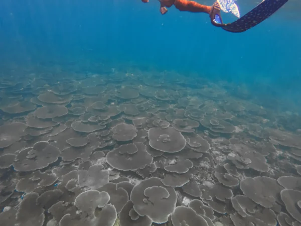 Fulidhoo House Reef