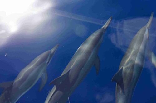 HalfDayTrip浮潛半日遊5_Maafushi_玩轉馬爾地夫