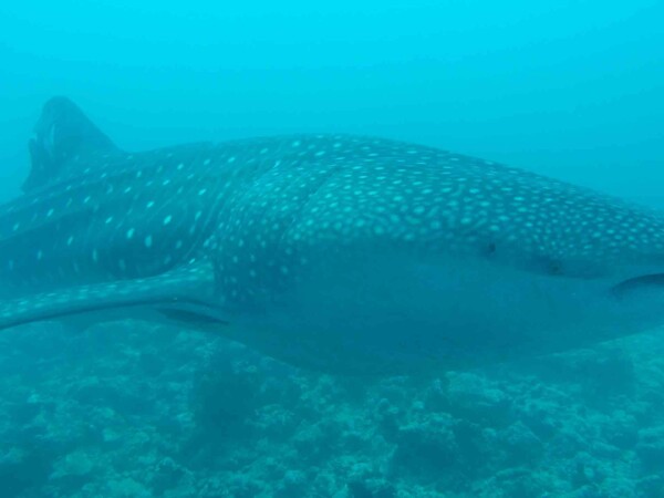 Mahibadhoo_玩轉馬爾地夫_居民島_鯨星團_27