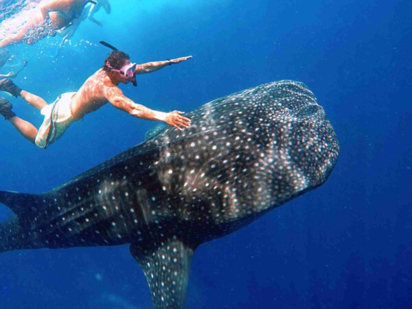 Whale-Shark-Maafushi-玩轉馬爾地夫4