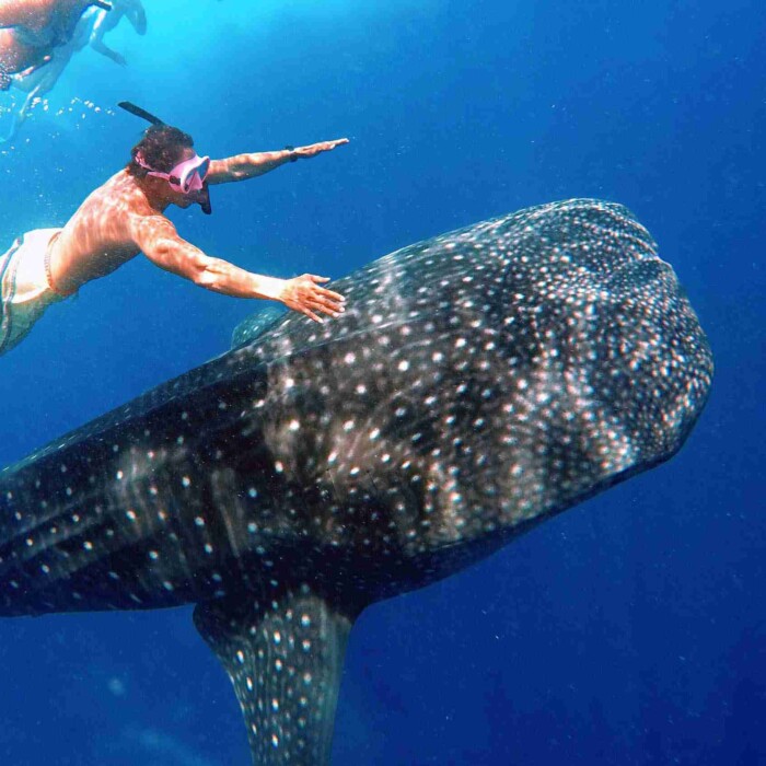 Whale-Shark-Maafushi-玩轉馬爾地夫4