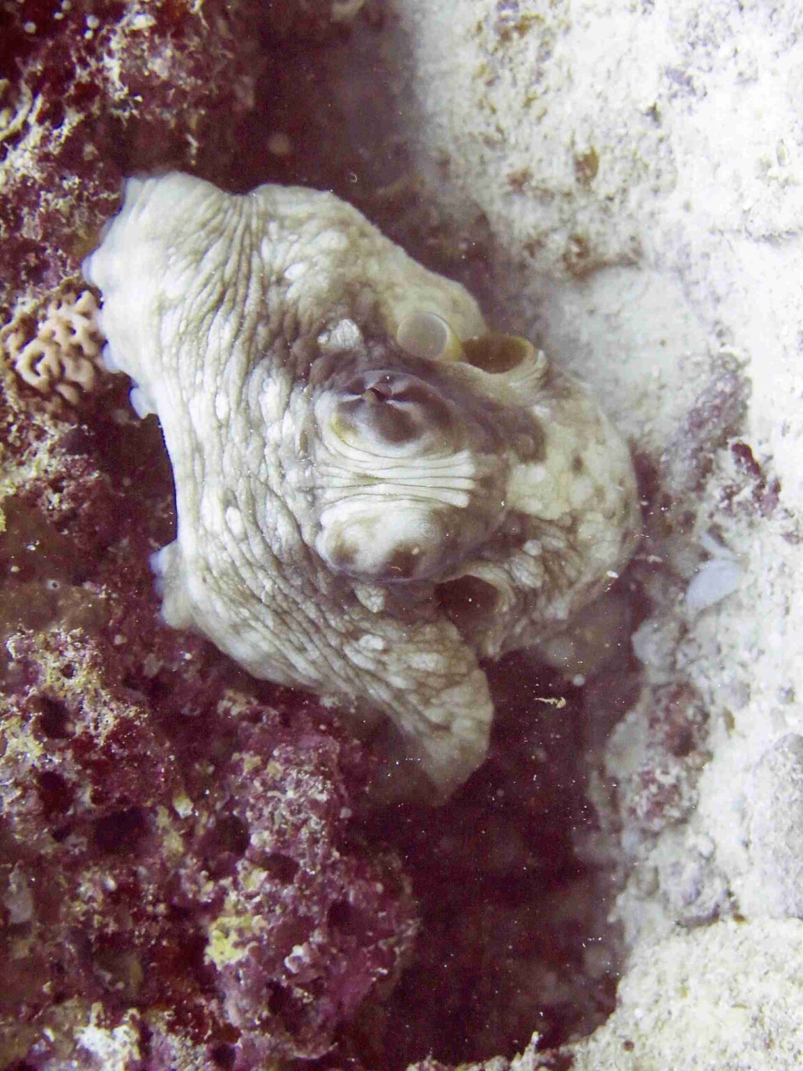 divesite_Maafushi_玩轉馬爾地夫20