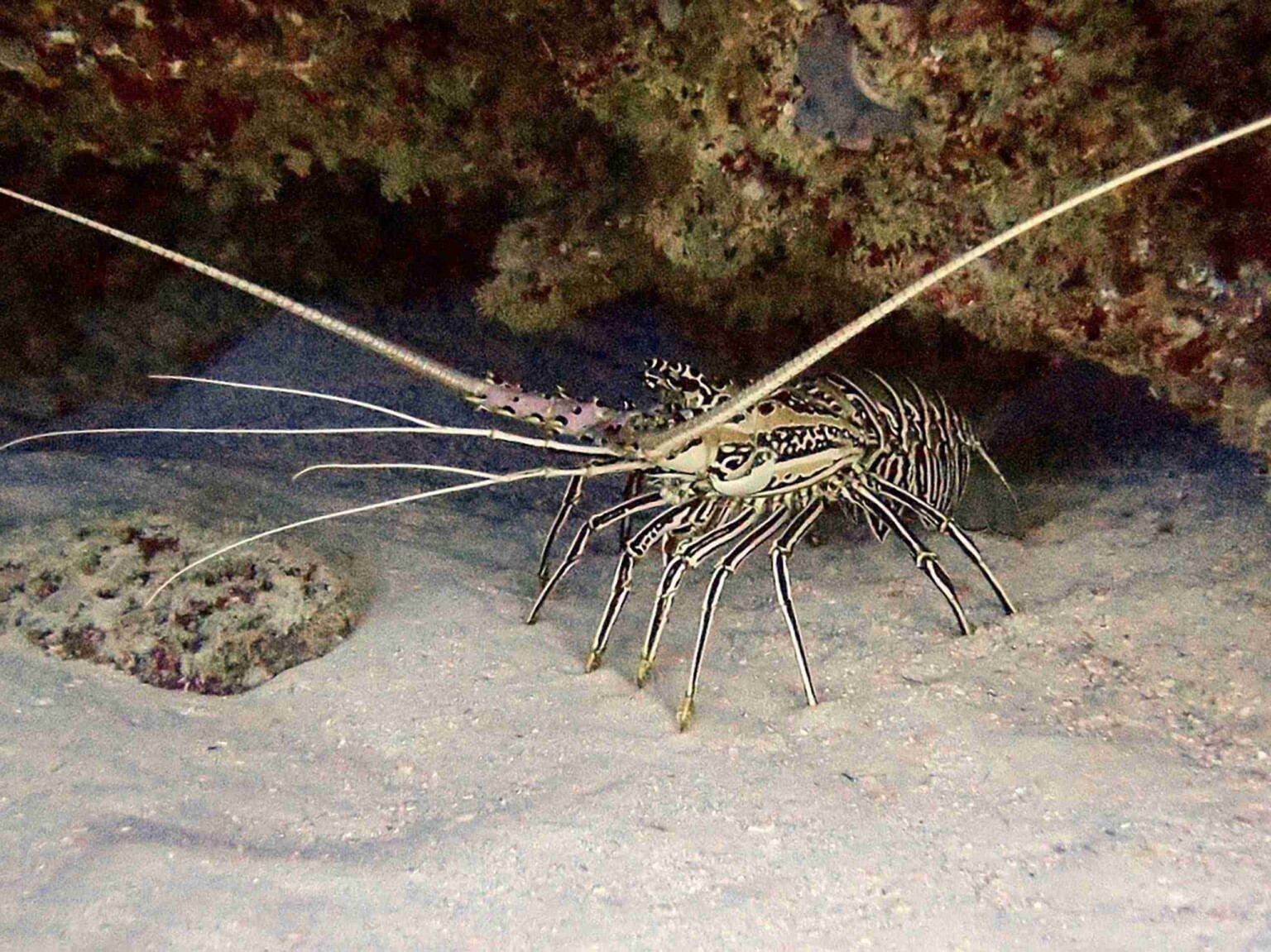 divesite_Maafushi_玩轉馬爾地夫32