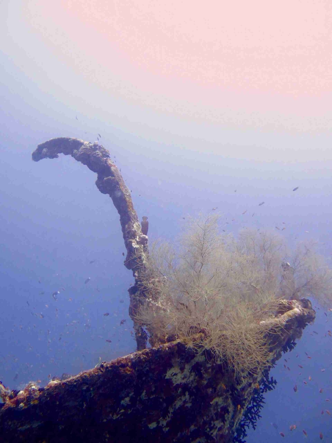 divesite_Maafushi_玩轉馬爾地夫33