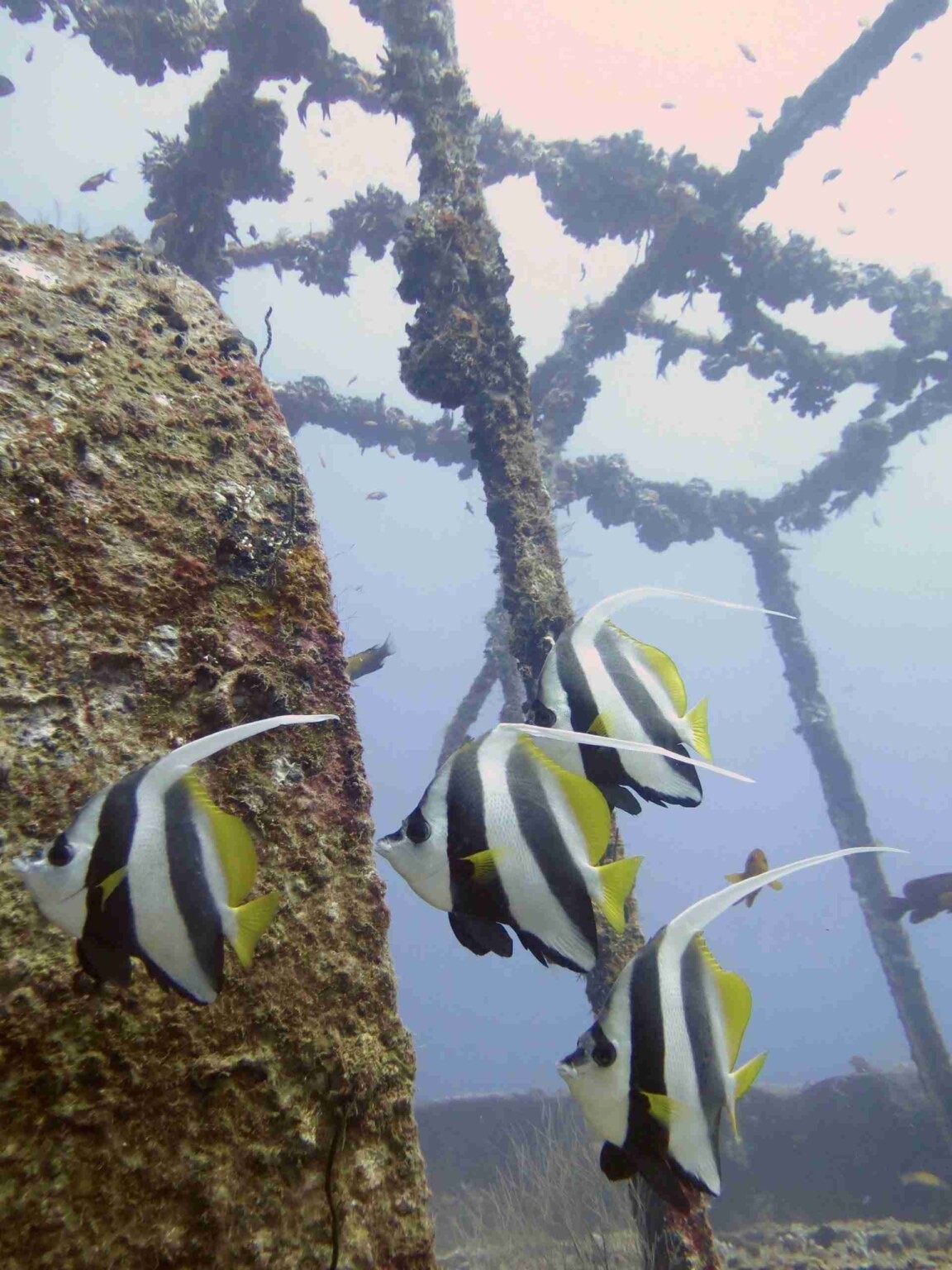 divesite_Maafushi_玩轉馬爾地夫34