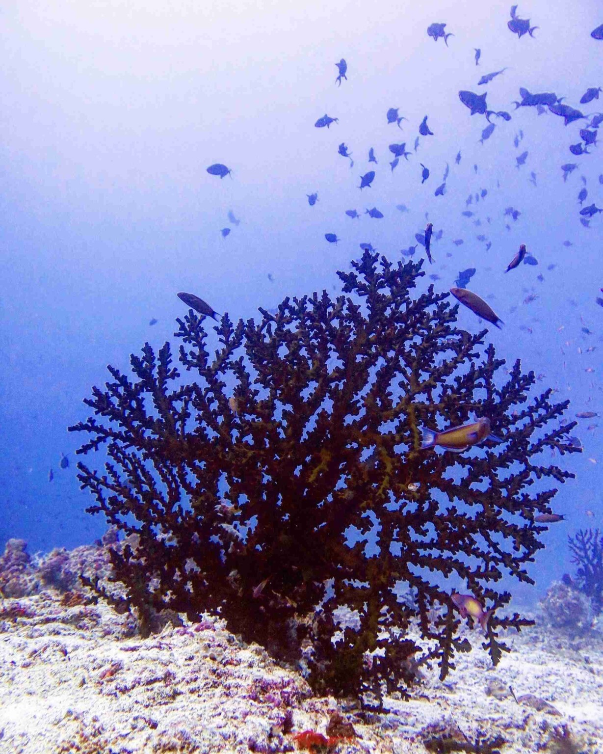 divesite_Maafushi_玩轉馬爾地夫35