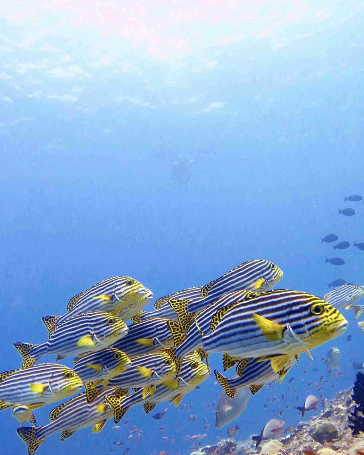 divesite_Maafushi_玩轉馬爾地夫36