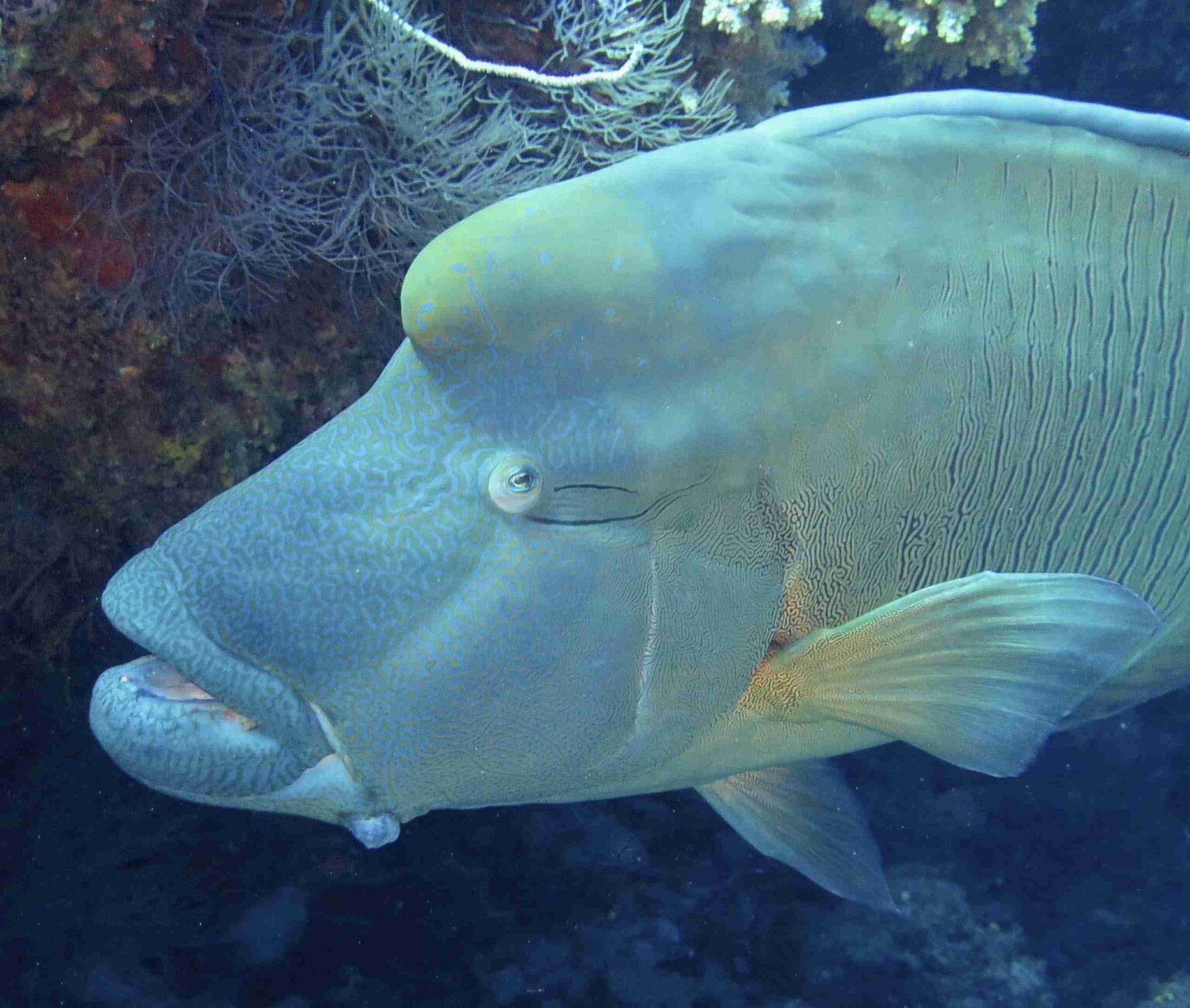 divesite_Maafushi_玩轉馬爾地夫37