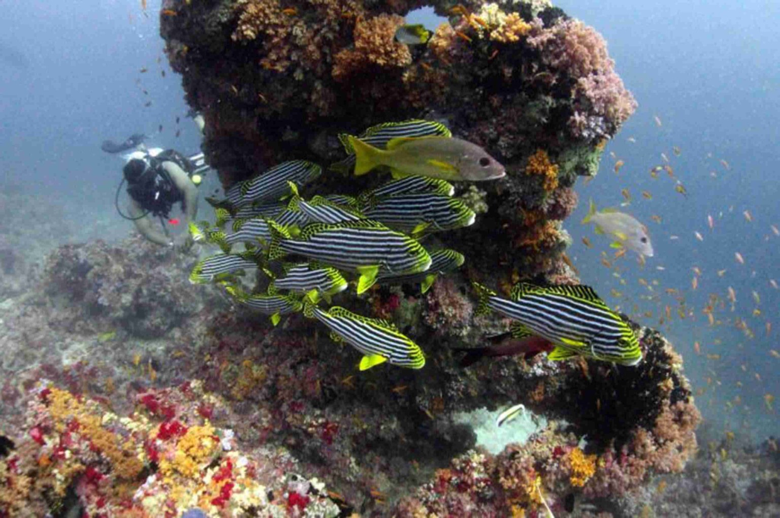 divesite_Maafushi_玩轉馬爾地夫41